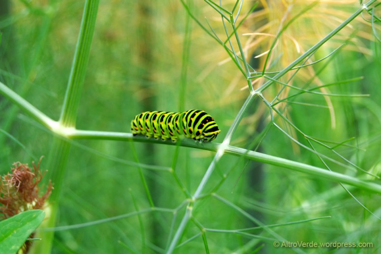 Swallowtail caterpillar with curled head, trying to look sweet