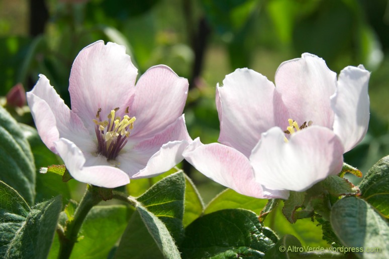 quince apple blooms