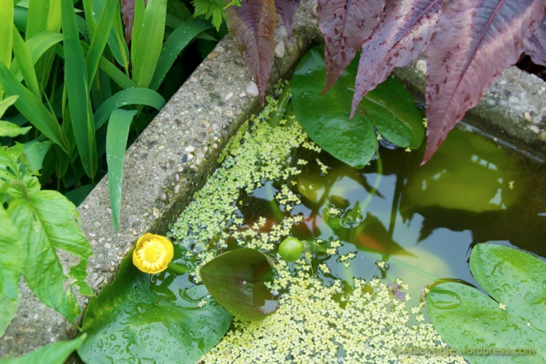 nuphar luteum